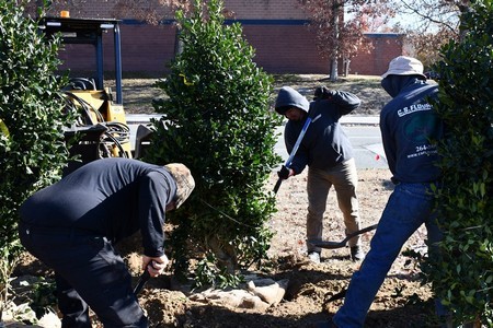 Tree Planting Tips from Irving Landscaping Professionals